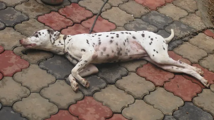 My dog Pongo explains the hope family members hold for their MAGA relatives